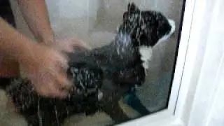 CAT SHOWER