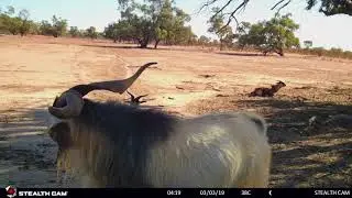 Big billies in the outback