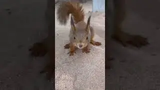 Бельчонок играется #белка #squirel #animals #уля #водопад