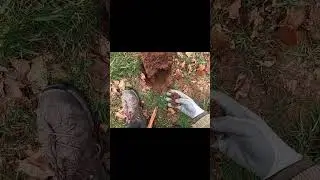 Вот такие сигналы нужно копать 😃 #кладоискатели #коп #metaldetecting #монета #история #hobby