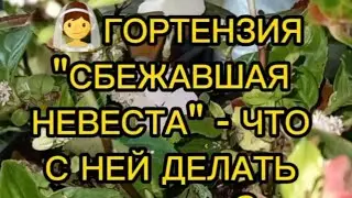 👰ГОРТЕНЗИЯ