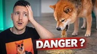My dog ​​is vomiting: when should I worry? (causes and solutions)