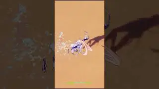 0.0001 Seconds After Getting Sangonomiya Kokomi【Genshin Impact】