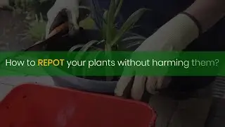 How to REPOT your plants without harming them| No Repotting Shock |  IFFCO Urban Gardens Sea Secret