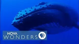 Whale Songs in the South Pacific