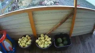 Сварили яблочный сок.  Поставил вино.