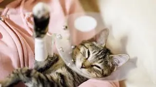 Cute Kitten Fall Asleep In Owner's Arms