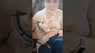 лысый кот по имени кекс