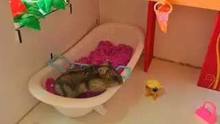 Cute Baby Hamster played in the Bathroom