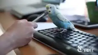 Happiest Budgie Ever. Syrup the Budgie.