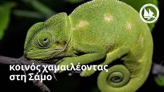 Common chameleon on Samos (ελληνικά)