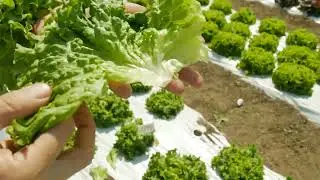 Полукочанные салаты от Гавриш