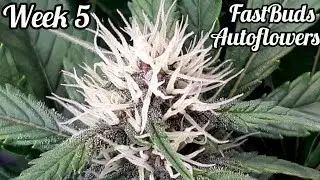 AUTOFLOWER GROW WEEK 5, FASTBUDS, MARS HYDRO FC-E6500, FLEXSTAR 645W LED
