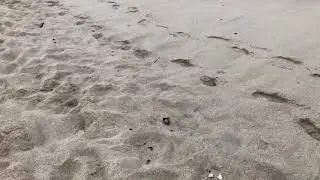 Crab running to the ocean