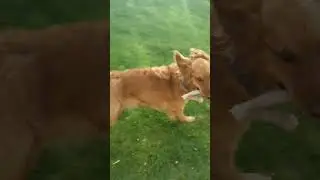 doggy's life 20