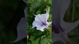 Дурман Трубадур. Datura Troubadour