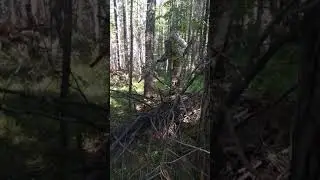 Шишка кедровая