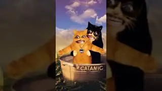 #cat