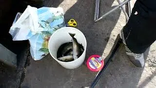 МУРМАНСК. Рыбалка с плавпричала.