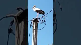 A stork