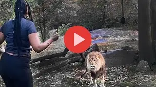 Woman Jumps in Lion Exhibit -  This Week on The Internet - Part 6