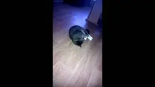 Кот балдеет от хлорки.
