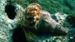 Cyprus your Diving Destination