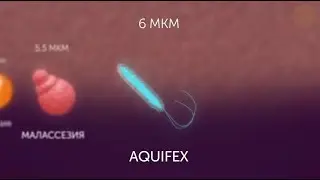 Бактерии, микробы, вирусы от самого маленького до самого большого.