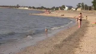 Море Пляж для всех Животные тоже любят море Отдых на Азовском море