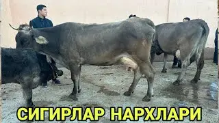15 октября 2023 г АНДИЖОН КУРГОНТЕПА МОЛ БОЗОРИ СИГИРЛАР НАРХЛАРИ ANDIJON QÒRĢONTEPA MOL BOZORI NSRX