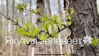Якутия зеленеет🍀24 мая 2022