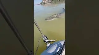 The most gigantic river fish
