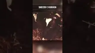 Борщевик Сосновского: Эксперимент советских ученых