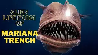 Mariana Trench - Deepest Part Of The Ocean | Deep Water Creatures