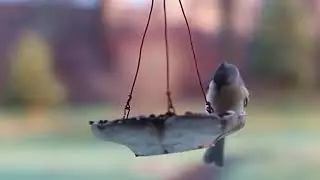 Beachfront B roll  Birds and Feeder Royalty Free Footage