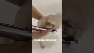 bring beauty #animals #животные #шортс #tiktok #тикток #топ #рек #dog #instagram #рекомендации #shor