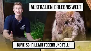 KANGAROOS in AUSTRIA!