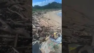 Driftwood on Wellington beach, Nambucca Heads. #shorts