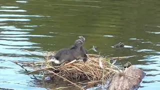 coot , waterbird nest and chicks feeding