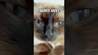 Favorite shoes! #cat #cats #meow #capcut #shorts #funny #facts #kidnapper #shoes #meowing #love #hi