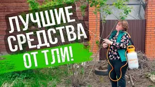 Как избавиться от тли. 8 ЛУЧШИХ СПОСОБОВ