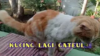 Kucing lagi gatel guys||@asgarcil channel