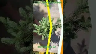 Саженцы ели Colorado Green 5 лет Seedlandia.ru - семена и саженцы декоративных  растений для сада