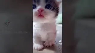 where's mama meow