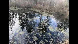 ЖОр рыбы поздней осенью в заросшем болоте.