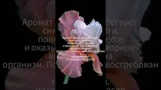 Интересные факты о Ирисе