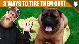 3 Tips To Tire Out Your BULLMASTIFF Puppy