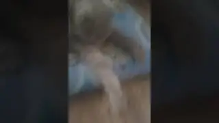 котя кошка мая