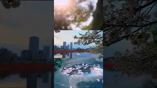 Sakura in Tokyo | Sony FX30 #spring #nature