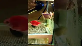Нерест Тернеций ГЛО  